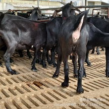 Nɽĸ  ɽĸr NŬȁɽ