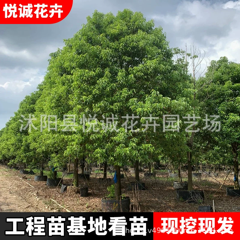 Крупнолистные кедровые саженцы, зеленые саженцы, живописный ландшафт, деревья у дороги, круглый год вечнозеленые, характеристики, полностью сформированные кедровые деревья.