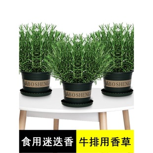 Rosemary Potted Edible Fresh Large Plant Thyme Steak with Baked Cake Decoration Fragrant Mosquito Repellent Green Plant