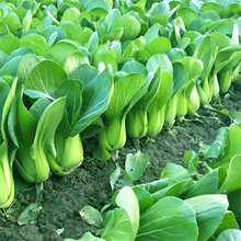 上海抗热605耐热上海青小油菜青梗菜夏季耐高温新鲜蔬菜