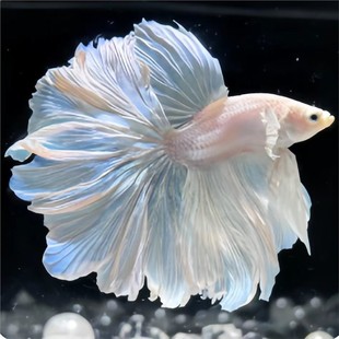 ̩�����~�^�pС�͌�����B�ͻֳһ�����˻鼆���~�ÿ���ˮ�W�t