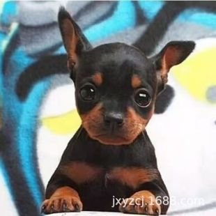 ���l���NС¹Ȯ��Ȯ���w����С¹�豭Ȯ����Ȯ���ﹷ��С��Ȯ����