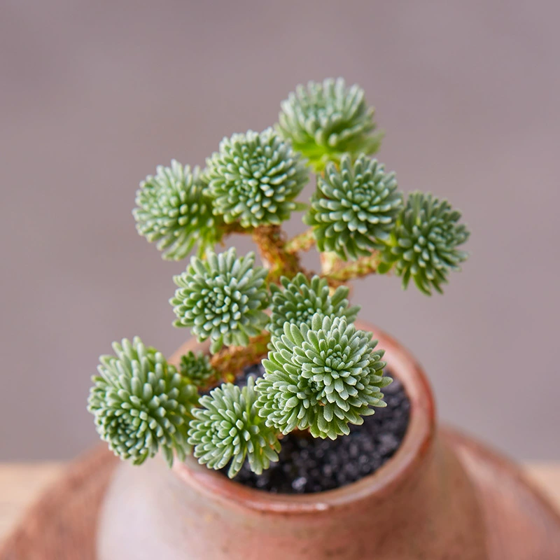 Мяч сосна мини суккулент Горшечное растение зеленое растение цветок Комбинация Сферический офис украшение дома садовое растение