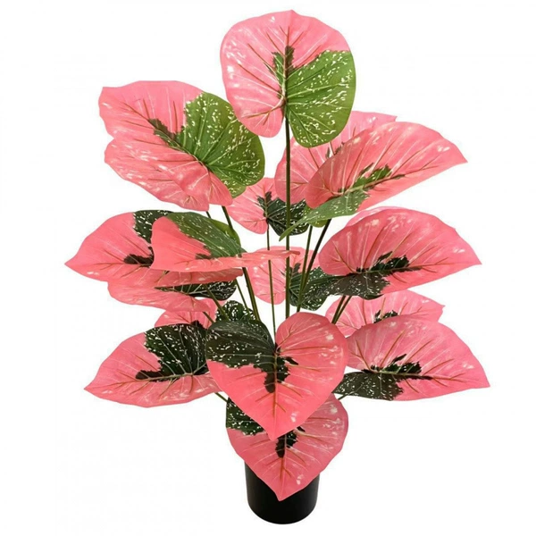 Eighteen heads of red-leaf green radish