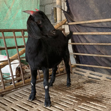 黑山羊的外貌特征 黑山羊一般多重 四川黑山羊基地 云南黑山羊养殖