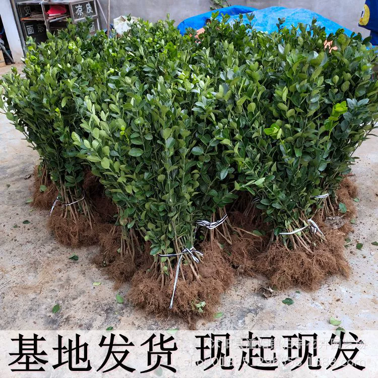 Забор растение крупнолистовой Хоккайдо саженцы самшита падуба саженцы вечнозеленые морозостойкие во дворе Французский Падуб