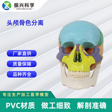 1:1�^�B��ɫ���xģ�ͳ��˲�ɫ�^��ģ�͹ǿƽ̌Wģ��