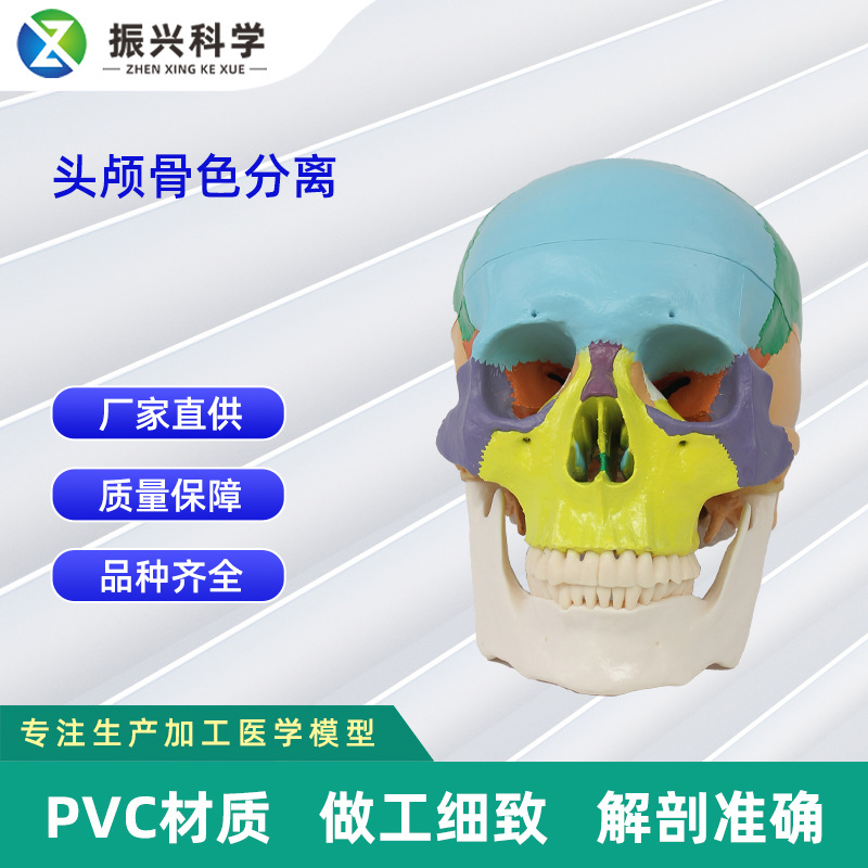 Skull model for adults