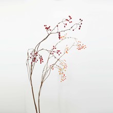 ���l�����ټٻ��{ľ���L֦���ٻ�ˇ�g�廨֦�ĵ��߸ɻ���ˇ��