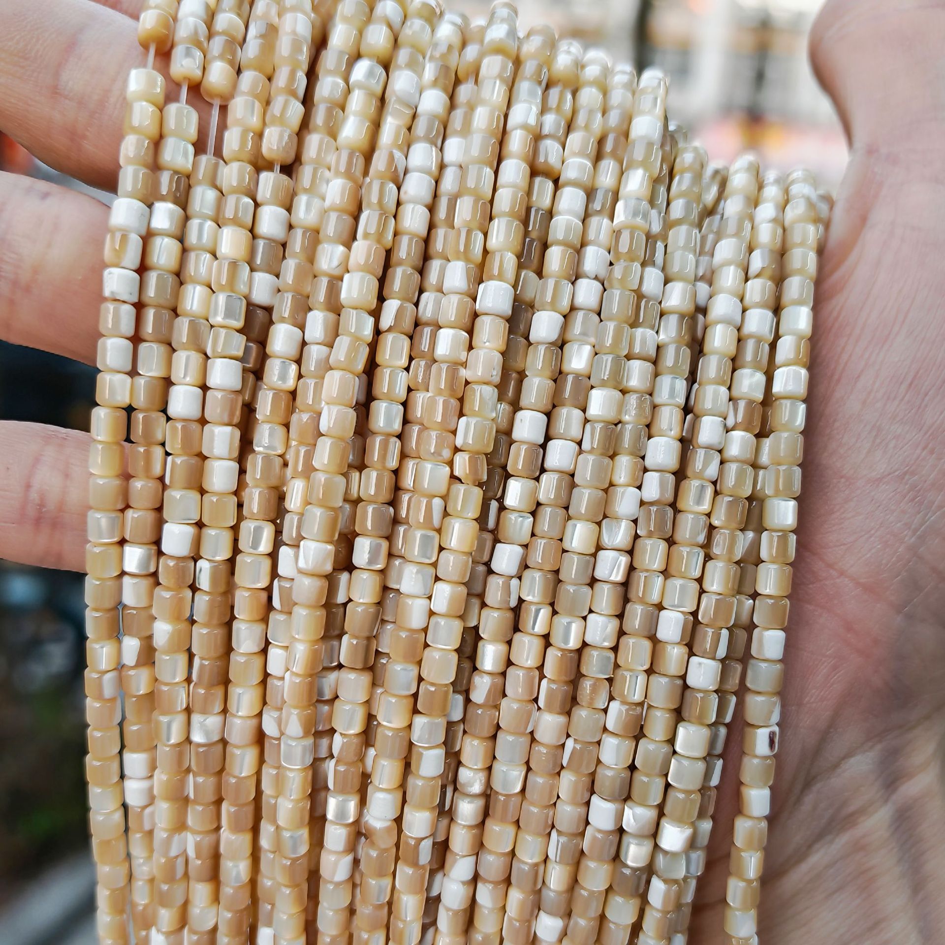 Caracol de herradura-café