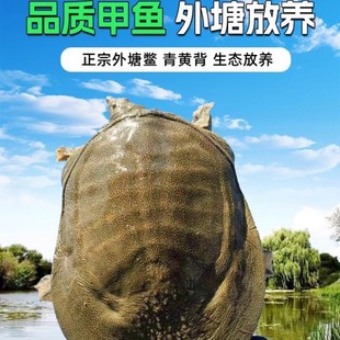 �S�ͼ��~���r��ʳ�����A�M�F�~4-4.5�����BҰ���Bֳ�ϼ��~��朵�