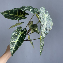 ����ڿ�ȸ�~�����~�Gֲ�廨�~�ļҾ��b����^�~�쾰�b��~��