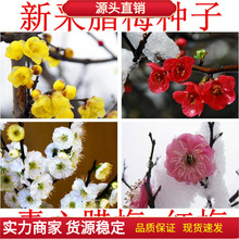 �t÷�D÷÷���N�� ���ܷN�� ����ͥԺ�ļ��N�҃��̨�ļ����ͺ�