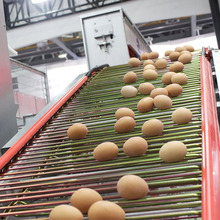 集蛋器 自動撿蛋機 自動集蛋機 中央集蛋系統