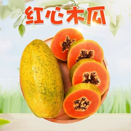 代用/养生茶;苹果;橙