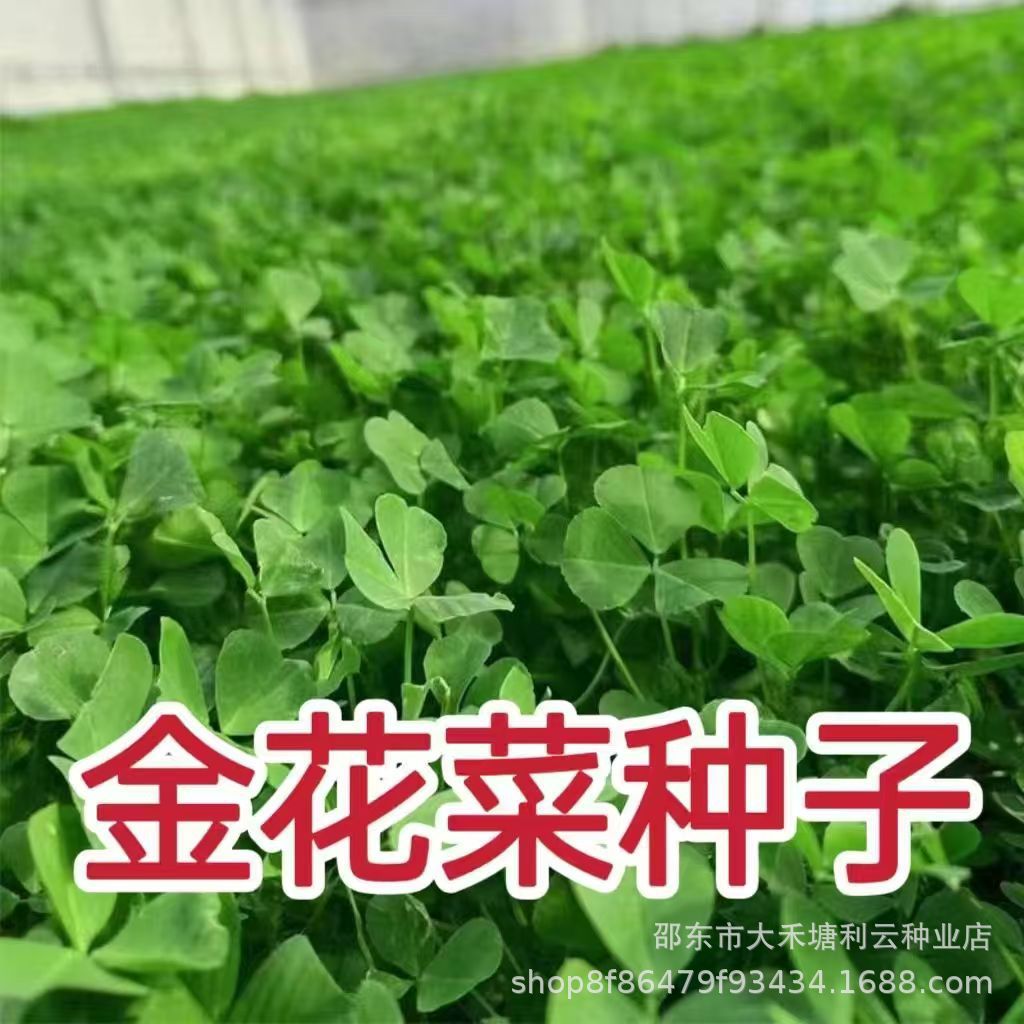 Golden cauliflower seeds Shanghai grass head seeds large leaves…