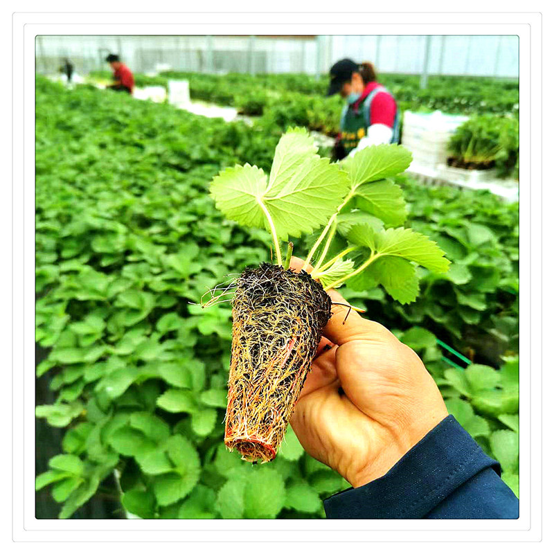 c32d642972e81dcf920514a975f69f