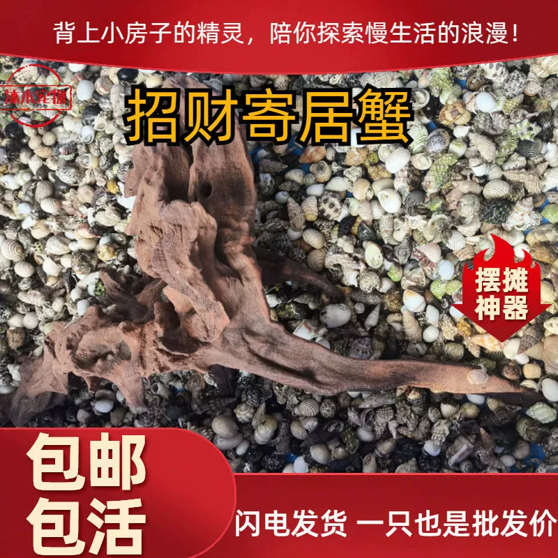 易养小豆丁宠物新手宠观赏蟹缸懒人蟹淡水爬