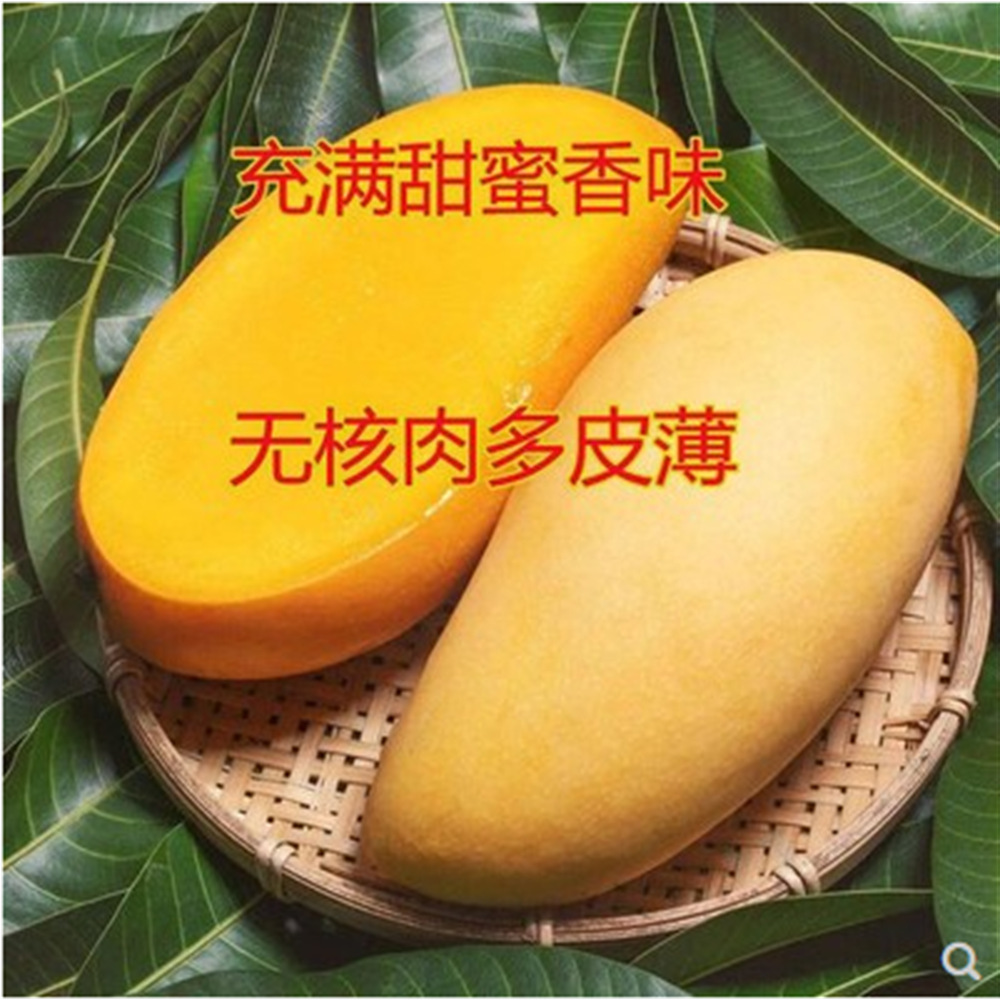 大芒果苗树嫁接金煌凯特芒贵妃芒果树当年结果四季芒果苗树苗特大