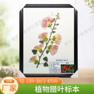 Origin and Supply of Natural Large Glass-Frame Plant Specimens, Wax Leaves, Garden Wax Leaves, Educational Tools, Herbal and Traditional Chinese Medicine Specimens