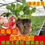 南方四季盆栽种植果树苗