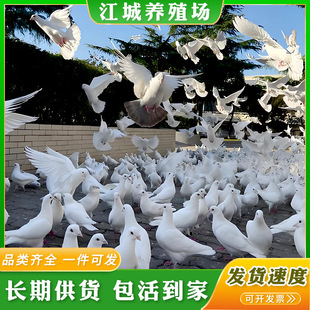 �V��Ͷι�^�p���N�������N�� ���ۻ��w�^�p���� ����H�˺��B����