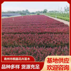 紫薇花树苗大红花 红火箭天鹅绒青州基地供应 道路园林绿化紫薇苗