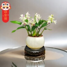 带花苞紫云香水石斛兰 花开浓香室内客厅桌面绿植花卉盆栽 好养活
