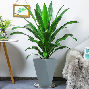 �����F�������~Ҳ�T�F�辰�F��͏d�����҃���ֲ���ļ����G����