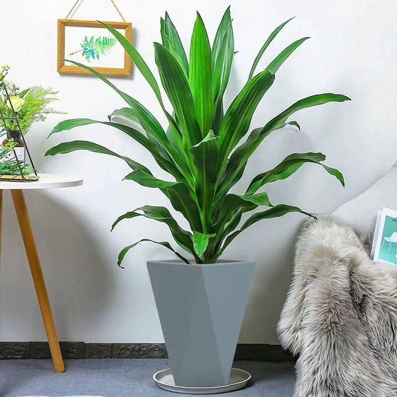 Бразилия Железный Бонсай Зеленый Лист Йемен Железный Бонсай Железное Дерево Гостиная Коридор Внутренние и Уличные Растения Четыре Сезона Вечнозеленые Цветы