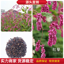 水红花种子 蓼实子药材种子 四季播种 当季新籽 水荭草子红蓼种子