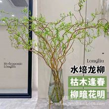 龙柳鲜枝水养懒人水培植物水里养的花落地易成活高端客摆四季绿植