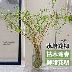 龙柳鲜枝水养懒人水培植物水里养的花落地易成活高端客摆四季绿植-阿里巴巴
