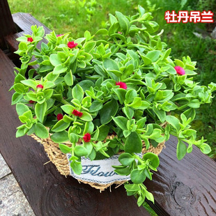 ĵ�����m���Ի��~������ֲ���҃��̨�ļ����G�����՚�С�t���Gֲ