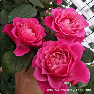 Majiao Rose Seedlings Rose Vine Rose Extra Large Courtyard Climbing Plant Flower Potted Balcony Wall Climbing