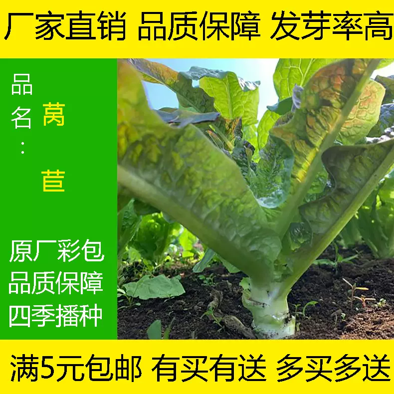 夏季莴笋种子抗热科兴尖叶九号莴笋莴苣四季蔬菜耐45度高温