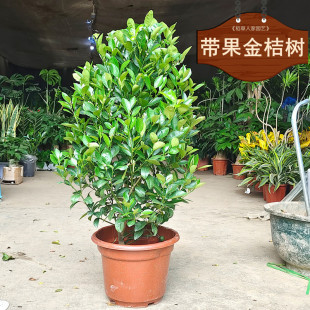 ��ۘ䎧����ʳ���^���������Ә��_�I���w�ͶY�辰�Gֲ�̨ͥԺ�G