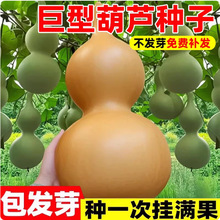 ���l���J�N����J�N�Ӿ��ͺ��J�N�Ѱˌ�Λρ����������С���J�N��