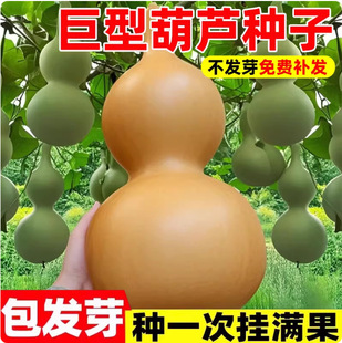 ���l���J�N����J�N�Ӿ��ͺ��J�N�Ѱˌ�Λρ����������С���J�N��