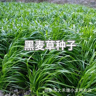 �����ݷN���M�ڸ߮a�ͺ��ͺ�ι�u���Z�iţ�����~���ݷN