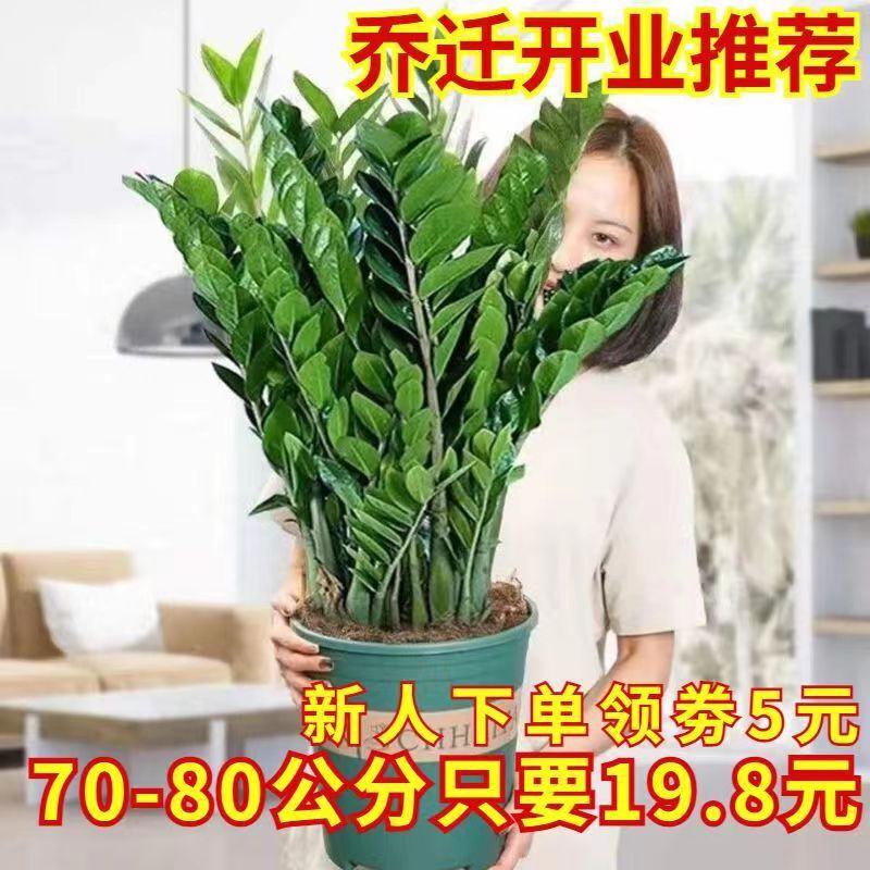 Money Tree Office Potted Plant Tall Indoor Flower Living Room Large Green Plant Money String Tree Fortune Tree Wholesale