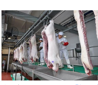 供应宰猪生产线 猪刨毛机 烫猪池等 猪屠宰机械设备 厂家直销