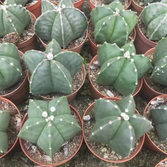 Пятиугольный Luan Fengyu Full Ball Зеленое растение в горшке 7-9 см Настоящая фотография Кактус Шар