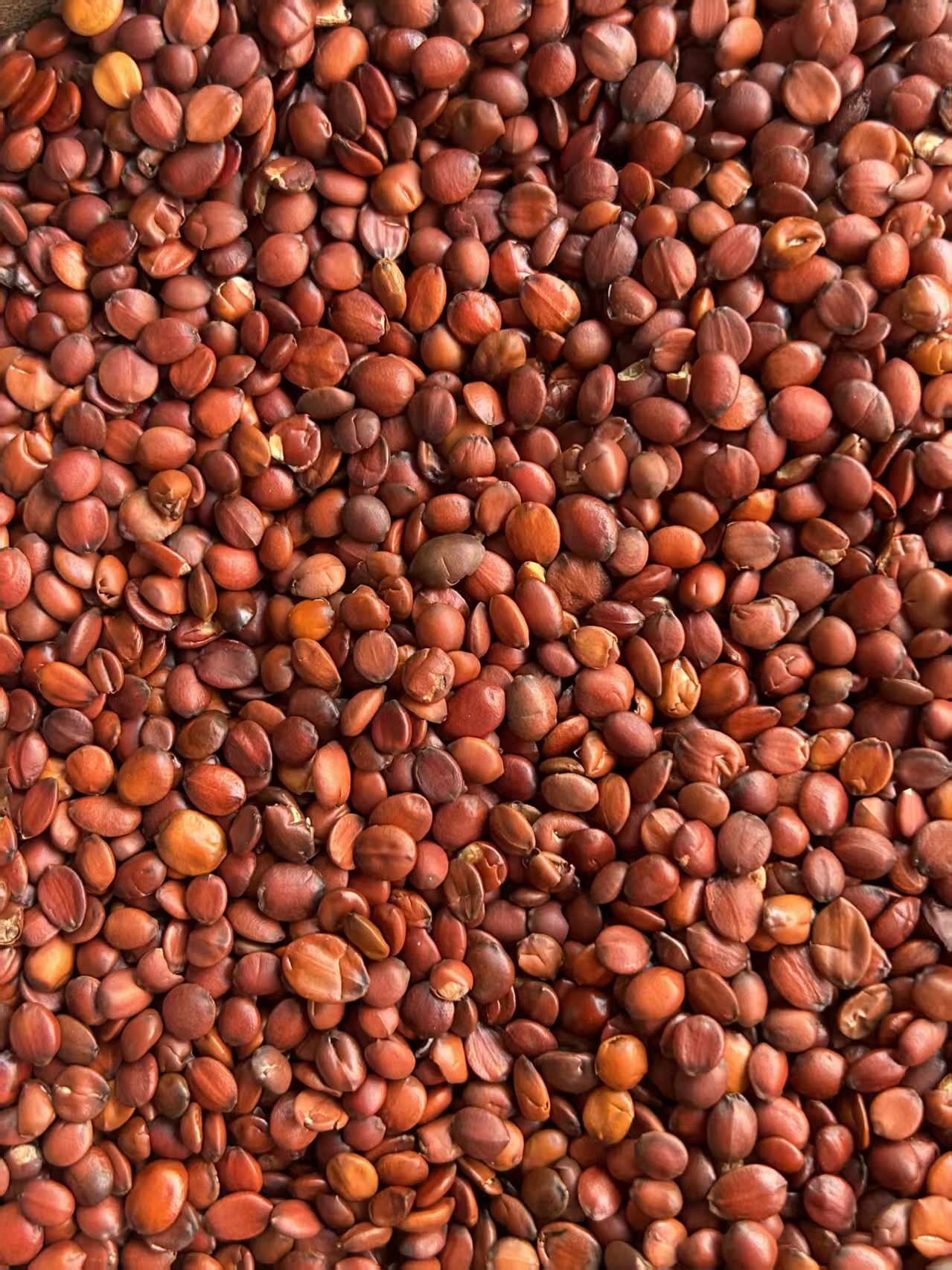 Sour Jujube Seed Suan Zao Ren Powder 500g Natural Dried Ziziphus Seeds Ground Fine specifications