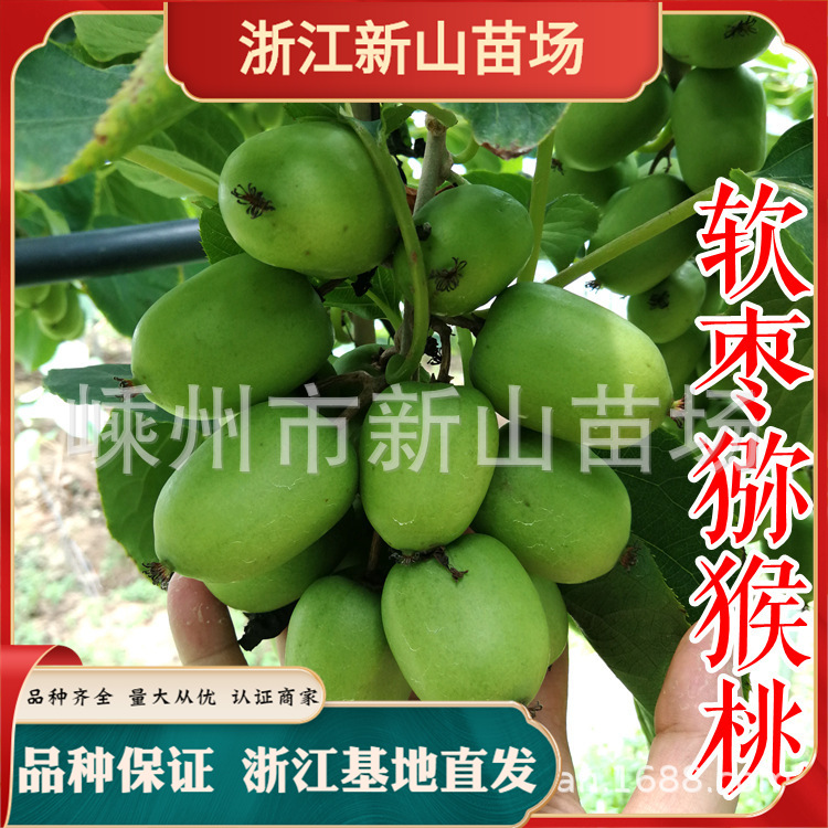 浙江软枣猕猴桃树苗现摘先吃奇异莓恒优南方种植自花结果魁绿龙成