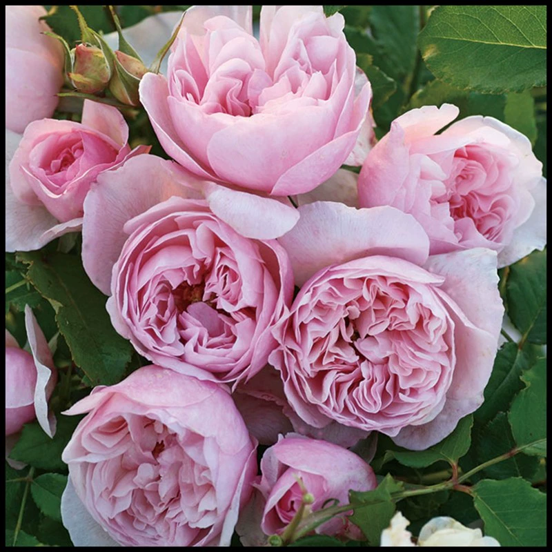 Продажа красивого Нефритового кролика/элегантная длинная юбка большой цветок ароматный термостойкий цветок розы саженцы зеленая посадка балкон подходит для новичка