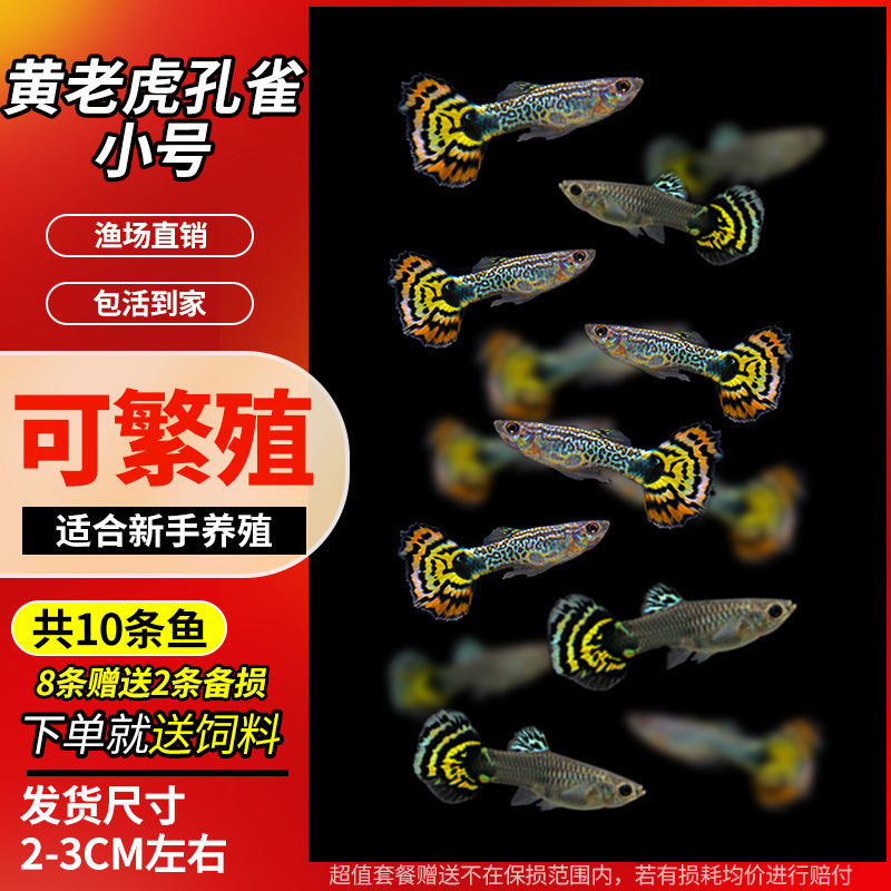 孔雀鱼精品小鱼缸观赏鱼好养耐活热带鱼活鱼天空蓝小型小鱼苗|undefined