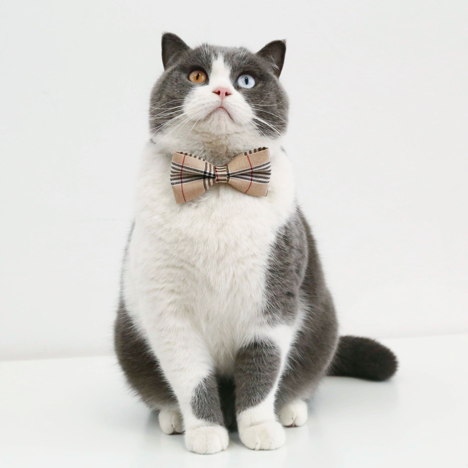 Mascotas ingleses caballero cuadrado rayas arco corbata collar gato perro corbata de boda accesorios anti-asfixia