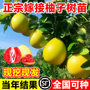 �޽Ӽt�����Ә������t��������ˮ��������ϱ����ļ��Nֲ����Y��