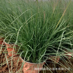 Internet Celebrity Pink and White Miscanthus, Pink and White Miscanthus Seedlings, Flower Sea Landscape Project, Shandong Perennial Seedling Base